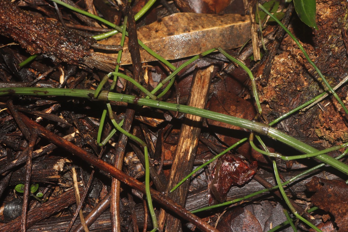 Equisetum ramosissimum  Desf.